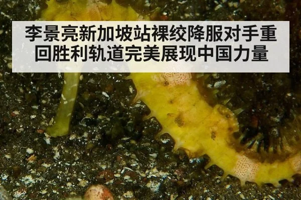 李景亮新加坡站裸绞降服对手重回胜利轨道完美展现中国力量